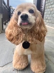 可卡犬价格(可卡犬价格表)-警犬训练器材厂家 _警犬训练用品_工作犬训练用品-南京开久警犬装备