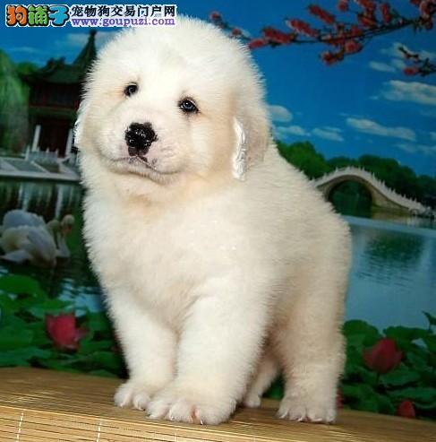 大白熊犬价格(小体比熊犬多少钱一只) - 警犬训练器材厂家 _警犬训练用品_工作犬训练用品-南京开久警犬装备-警犬训练器材厂家 _警犬训练用品_工作犬训练用品-南京开久警犬装备