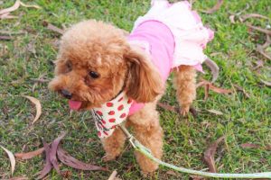 小狗多少钱一只20元  小狗牛多少钱一只-警犬训练器材厂家 _警犬训练用品_工作犬训练用品-南京开久警犬装备