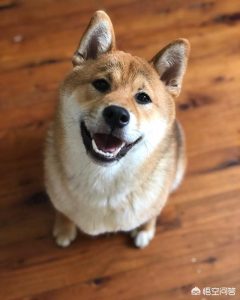 qq空间宠物狗狗，宠物市场的狗狗可靠吗-警犬训练器材厂家 _警犬训练用品_工作犬训练用品-南京开久警犬装备