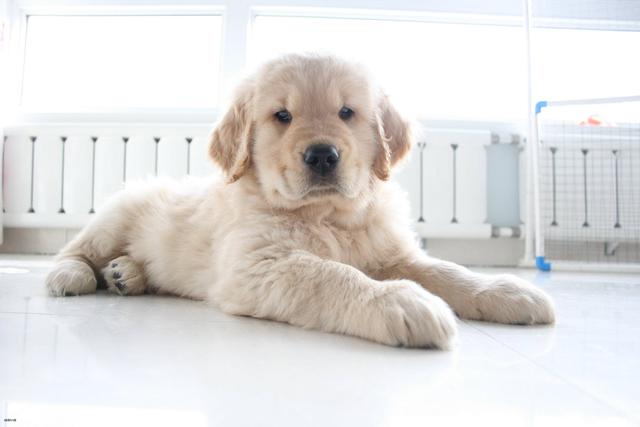 金毛金毛寻回犬萌宠(为什么金毛叫金毛寻回犬) - 警犬训练器材厂家 _警犬训练用品_工作犬训练用品-南京开久警犬装备-警犬训练器材厂家 _警犬训练用品_工作犬训练用品-南京开久警犬装备