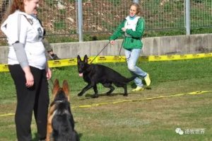 牧羊犬纯黑色(牧羊犬黑色是什么品种)-警犬训练器材厂家 _警犬训练用品_工作犬训练用品-南京开久警犬装备