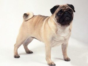 宠物狗 *** (宠物狗 *** 高清)-警犬训练器材厂家 _警犬训练用品_工作犬训练用品-南京开久警犬装备