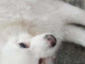 狗呕吐拉稀(小狗又吐又拉稀怎么办吃点什么药)-警犬训练器材厂家 _警犬训练用品_工作犬训练用品-南京开久警犬装备