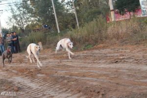 怎样训练狗撵兔(怎样训练狗咬指定的人)-警犬训练器材厂家 _警犬训练用品_工作犬训练用品-南京开久警犬装备