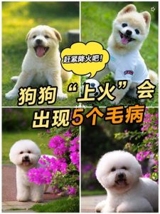 狗狗严重上火有什么症状狗狗严重的上火症状-警犬训练器材厂家 _警犬训练用品_工作犬训练用品-南京开久警犬装备