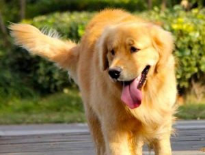 金毛狗狗换牙顺序 金毛狗狗换牙顺序图解-警犬训练器材厂家 _警犬训练用品_工作犬训练用品-南京开久警犬装备