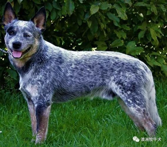 澳大利亚牧牛犬介绍(澳大利亚牧牛犬和澳大利亚牧羊犬) - 警犬训练器材厂家 _警犬训练用品_工作犬训练用品-南京开久警犬装备-警犬训练器材厂家 _警犬训练用品_工作犬训练用品-南京开久警犬装备