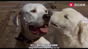 狗狗经典 *** (催泪狗狗经典 *** )-警犬训练器材厂家 _警犬训练用品_工作犬训练用品-南京开久警犬装备