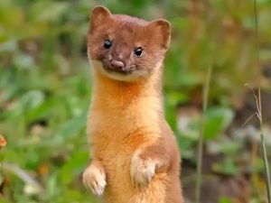 黄鼠狼会不会咬幼犬_黄鼠狼会不会咬狗-警犬训练器材厂家 _警犬训练用品_工作犬训练用品-南京开久警犬装备