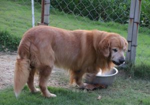 金毛狗如何训练金毛(金毛金毛狗蕨)-警犬训练器材厂家 _警犬训练用品_工作犬训练用品-南京开久警犬装备