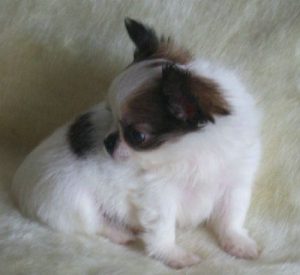 蝴蝶犬好不好养(蝴蝶犬怎么养)-警犬训练器材厂家 _警犬训练用品_工作犬训练用品-南京开久警犬装备