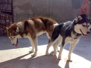 狗狗怎样交配才算成功狗狗交配成功表现-警犬训练器材厂家 _警犬训练用品_工作犬训练用品-南京开久警犬装备