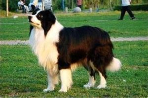 纯种边境牧羊犬价格_纯种边境牧羊犬出售-警犬训练器材厂家 _警犬训练用品_工作犬训练用品-南京开久警犬装备