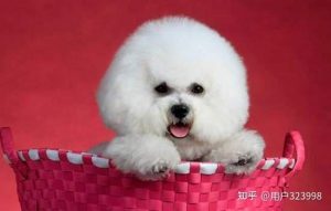 比熊犬吃什么食物( *** 比熊犬吃什么食物)-警犬训练器材厂家 _警犬训练用品_工作犬训练用品-南京开久警犬装备