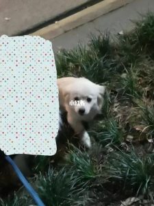 哪里有流浪狗可以领养(东莞哪里有流浪狗领养)-警犬训练器材厂家 _警犬训练用品_工作犬训练用品-南京开久警犬装备