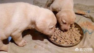 怎么买狗？在哪里买狗-警犬训练器材厂家 _警犬训练用品_工作犬训练用品-南京开久警犬装备