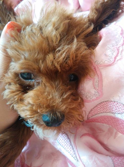 狗狗眼屎多怎么回事？狗狗有眼屎怎么办 - 警犬训练器材厂家 _警犬训练用品_工作犬训练用品-南京开久警犬装备-警犬训练器材厂家 _警犬训练用品_工作犬训练用品-南京开久警犬装备