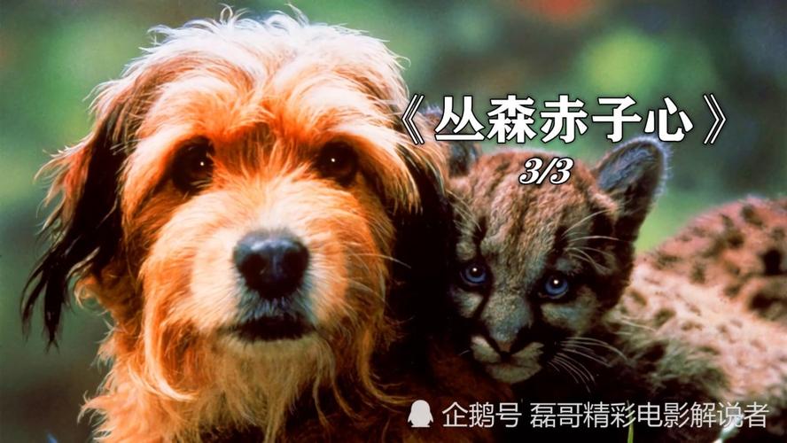 60部经典狗狗 *** (60部经典狗狗电视剧) - 警犬训练器材厂家 _警犬训练用品_工作犬训练用品-南京开久警犬装备-警犬训练器材厂家 _警犬训练用品_工作犬训练用品-南京开久警犬装备