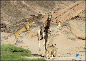 鬣狗是猫科动物还是犬科动物  狮子猫科动物还是犬科动物-警犬训练器材厂家 _警犬训练用品_工作犬训练用品-南京开久警犬装备