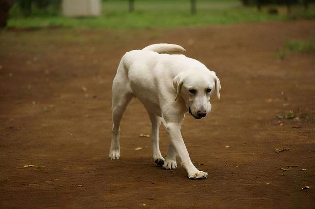 狗死前会向主人道别吗(狗死前会向主人道别吗?) - 警犬训练器材厂家 _警犬训练用品_工作犬训练用品-南京开久警犬装备-警犬训练器材厂家 _警犬训练用品_工作犬训练用品-南京开久警犬装备