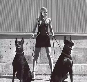 迷你杜宾犬缺点，迷你杜宾犬和杜宾犬的区别-警犬训练器材厂家 _警犬训练用品_工作犬训练用品-南京开久警犬装备