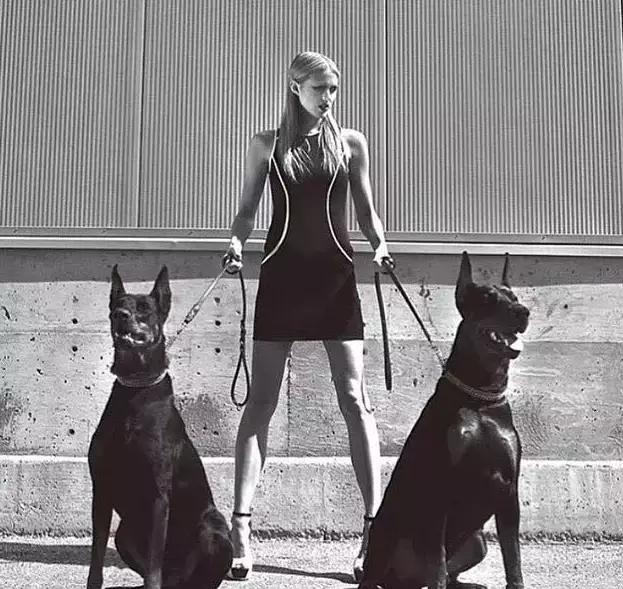 迷你杜宾犬缺点，迷你杜宾犬和杜宾犬的区别 - 警犬训练器材厂家 _警犬训练用品_工作犬训练用品-南京开久警犬装备-警犬训练器材厂家 _警犬训练用品_工作犬训练用品-南京开久警犬装备