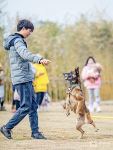 狗狗训练多少钱  狗狗训练学校一个月大约多少钱-警犬训练器材厂家 _警犬训练用品_工作犬训练用品-南京开久警犬装备