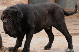 十大猛犬战斗力排名(十大猛犬排名一到十)-警犬训练器材厂家 _警犬训练用品_工作犬训练用品-南京开久警犬装备
