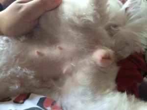 母狗来月经怎么办(月经10来天还没有停怎么办)-警犬训练器材厂家 _警犬训练用品_工作犬训练用品-南京开久警犬装备