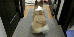 柯基犬 ***   柯基犬的介绍-警犬训练器材厂家 _警犬训练用品_工作犬训练用品-南京开久警犬装备