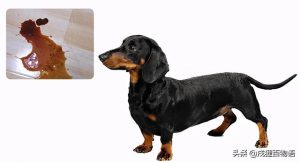 有狂犬病的狗能活多久(狗得了犬瘟能活多长时间)-警犬训练器材厂家 _警犬训练用品_工作犬训练用品-南京开久警犬装备