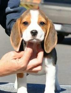 比格犬狩猎 *** (比格犬猎兔 *** )-警犬训练器材厂家 _警犬训练用品_工作犬训练用品-南京开久警犬装备