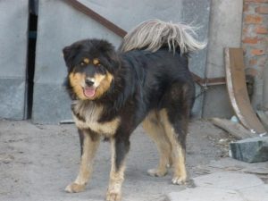 蒙古獒犬多少钱一只(蒙古猎鹰多少钱一只)-警犬训练器材厂家 _警犬训练用品_工作犬训练用品-南京开久警犬装备