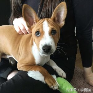 巴仙吉犬(巴仙吉犬为什么不叫)-警犬训练器材厂家 _警犬训练用品_工作犬训练用品-南京开久警犬装备