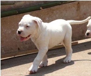 杜高犬价格，杜高犬幼犬出售-警犬训练器材厂家 _警犬训练用品_工作犬训练用品-南京开久警犬装备