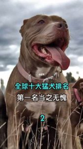 十大猛犬排行榜(十大忠诚猛犬排行榜)-警犬训练器材厂家 _警犬训练用品_工作犬训练用品-南京开久警犬装备