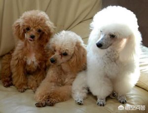 戈登雪达犬的寿命一般是多久问答-警犬训练器材厂家 _警犬训练用品_工作犬训练用品-南京开久警犬装备