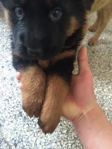 幼犬德牧怎么看纯不纯萌宠?德牧幼犬怎么看纯不纯种-警犬训练器材厂家 _警犬训练用品_工作犬训练用品-南京开久警犬装备