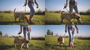 遛狗可以去草坪吗-警犬训练器材厂家 _警犬训练用品_工作犬训练用品-南京开久警犬装备