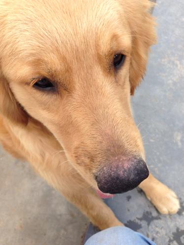 小狗鼻子干，狗狗鼻子干燥怎么办 - 警犬训练器材厂家 _警犬训练用品_工作犬训练用品-南京开久警犬装备-警犬训练器材厂家 _警犬训练用品_工作犬训练用品-南京开久警犬装备