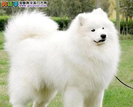 5个萨摩耶幼犬的喂养 *** (2个月的萨摩耶幼犬怎么喂养比较好) - 警犬训练器材厂家 _警犬训练用品_工作犬训练用品-南京开久警犬装备-警犬训练器材厂家 _警犬训练用品_工作犬训练用品-南京开久警犬装备