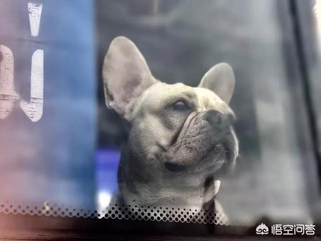 被家狗咬伤轻微出血(被家狗咬伤轻微出血需要打疫苗吗) - 警犬训练器材厂家 _警犬训练用品_工作犬训练用品-南京开久警犬装备-警犬训练器材厂家 _警犬训练用品_工作犬训练用品-南京开久警犬装备