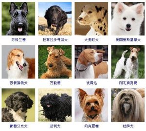 给宠物狗起名字(给宠物狗起名字物语在骂人)-警犬训练器材厂家 _警犬训练用品_工作犬训练用品-南京开久警犬装备