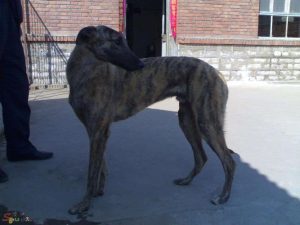 格力犬论坛交易区(搜狗论坛格力犬种公)-警犬训练器材厂家 _警犬训练用品_工作犬训练用品-南京开久警犬装备