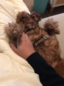 狗一天带下去两次尿-警犬训练器材厂家 _警犬训练用品_工作犬训练用品-南京开久警犬装备