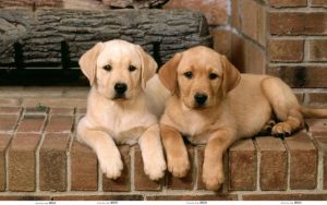 犬细小病毒的主要症状是什么(犬细小病毒的主要排毒方式是什么?)-警犬训练器材厂家 _警犬训练用品_工作犬训练用品-南京开久警犬装备