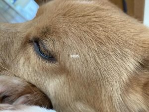 什么狗品种睫毛长？睫毛是白色的狗是什么品种-警犬训练器材厂家 _警犬训练用品_工作犬训练用品-南京开久警犬装备