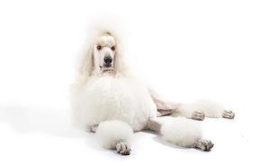 贵宾犬 *** (贵宾犬 *** 价格)-警犬训练器材厂家 _警犬训练用品_工作犬训练用品-南京开久警犬装备