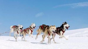 阿拉斯加犬跟哈士奇的区别(哈士奇西伯利亚和阿拉斯加犬的区别)-警犬训练器材厂家 _警犬训练用品_工作犬训练用品-南京开久警犬装备